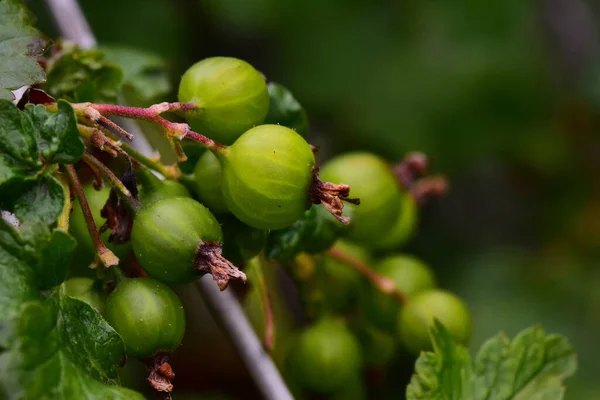 Buisson Aux Groseilles Maquereau Vue Rapprochée Concept Été — Photo