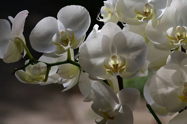 Flores Bonitas Orchid Fundo Escuro Conceito Verão Vista Próxima — Fotografia de Stock
