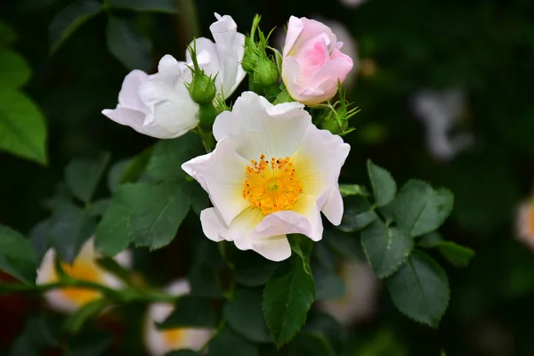 Beautiful Flowers Growing Garden Sunny Day — Stock Photo, Image