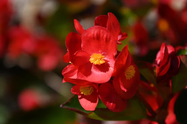 Beautiful Flowers Growing Garden Sunny Day — Stock Photo, Image