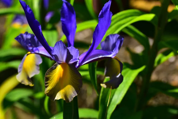 Bella Iride Che Cresce Giardino Estate Giornata Sole — Foto Stock