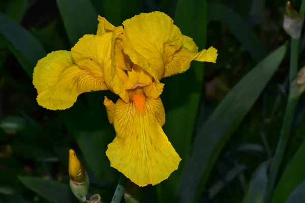 Bella Iride Che Cresce Giardino Estate Giornata Sole — Foto Stock