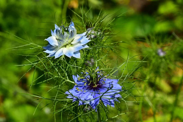 Güneşli bir günde bahçede büyüyen güzel çiçekler. 