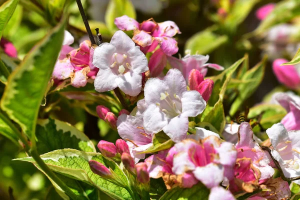 Bellissimi Fiori Che Crescono Giardino Nella Giornata Sole — Foto Stock