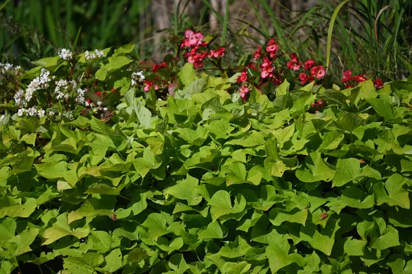 Hermosas Flores Que Crecen Jardín Día Soleado — Foto de Stock