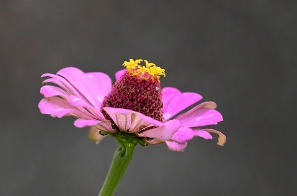 Hermosa Flor Que Crece Jardín Día Soleado — Foto de Stock