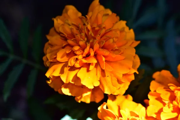 Schöne Blumen Die Sonnigen Tagen Garten Wachsen — Stockfoto