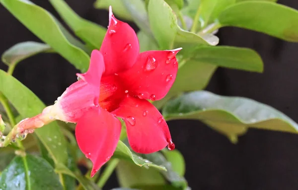 Belle Fleur Poussant Dans Jardin Jour Ensoleillé — Photo