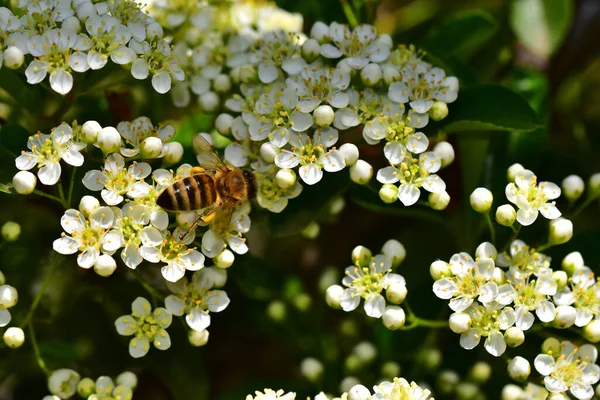 Bee Pollinating Beautiful Flowers Growing Garden Sunny Day — Stock Photo, Image