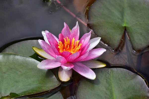 Beautiful Blooming Lotus Growing Pond Summer Day — Stock Photo, Image