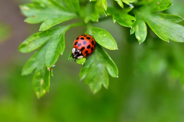 Ladybug Green Leaves Sunny Day Close Spring Concept — Stock Photo, Image