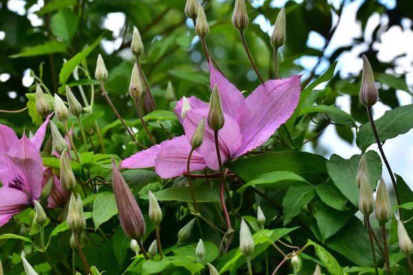 Gyönyörű Clematis Virágok Nőnek Kertben Nyáron Napsütéses Nap — Stock Fotó