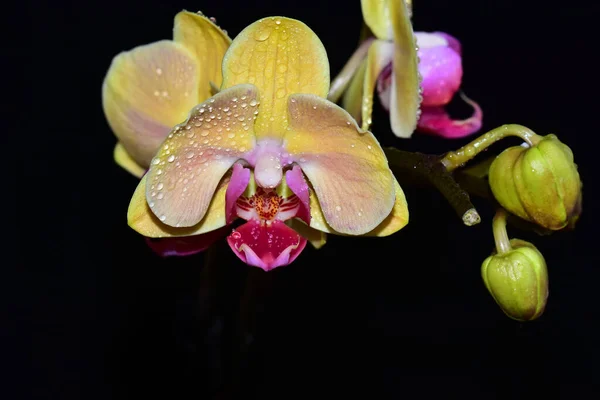 Belles Fleurs Orchidée Sur Fond Sombre Concept Été Vue Rapprochée — Photo