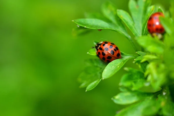 Ladybugs Green Leaves Sunny Day Close Spring Concept — стоковое фото