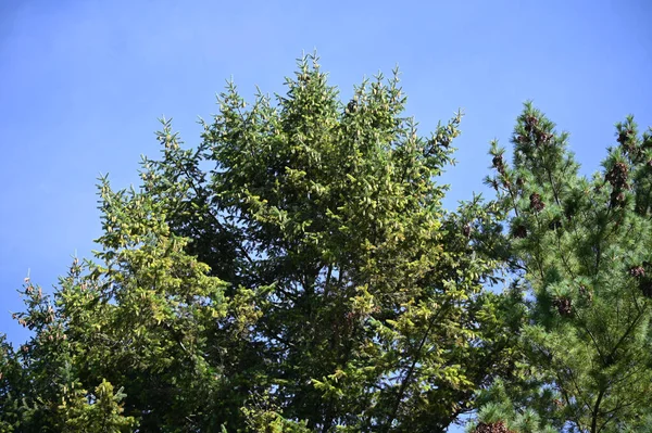 Гілки Дерев Красивому Фоні Неба Літня Концепція — стокове фото