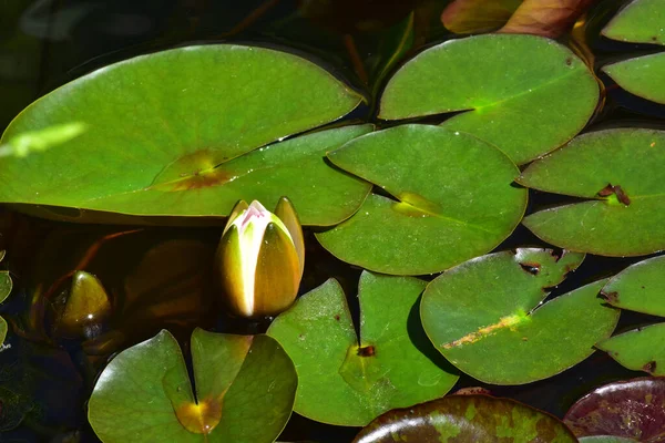 Mooie Bloeiende Lotus Groeien Vijver Zomerdag — Stockfoto