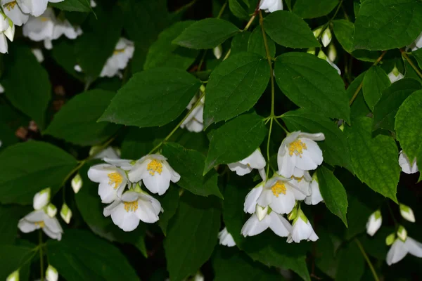 Jasmin Blühende Äste Mit Schönen Blüten Nahaufnahme Frühlingskonzept — Stockfoto