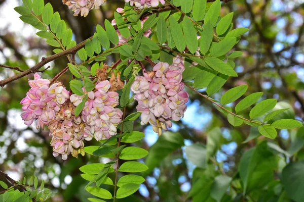 Virágzó Faágak Gyönyörű Virágokkal Közelkép Tavaszi Koncepció — Stock Fotó