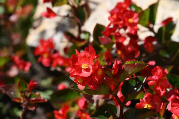 Belles Fleurs Poussant Dans Jardin Soleil Jour — Photo