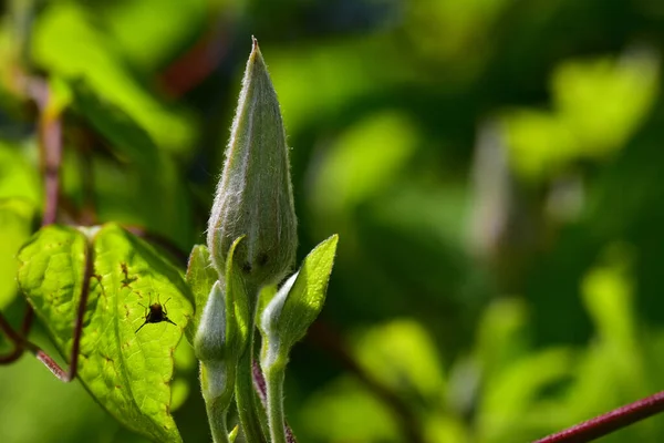 Schöne Blume Die Sonnigen Tagen Garten Wächst — Stockfoto