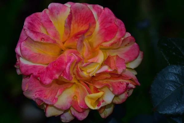 Bellissimo Fiore Che Cresce Giardino Nella Giornata Sole — Foto Stock