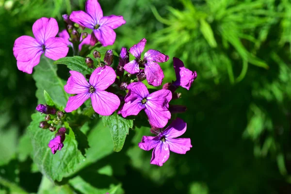 Hermosas Flores Que Crecen Jardín Día Soleado — Foto de Stock