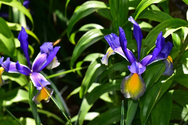 Beaux Iris Poussant Dans Jardin Journée Ensoleillée Été — Photo