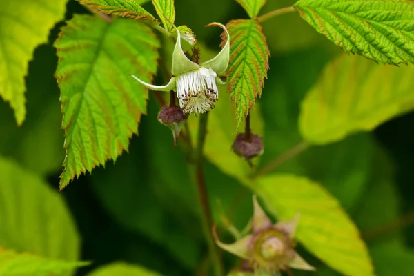 Green Plants Garden Summer Day — Stock Photo, Image