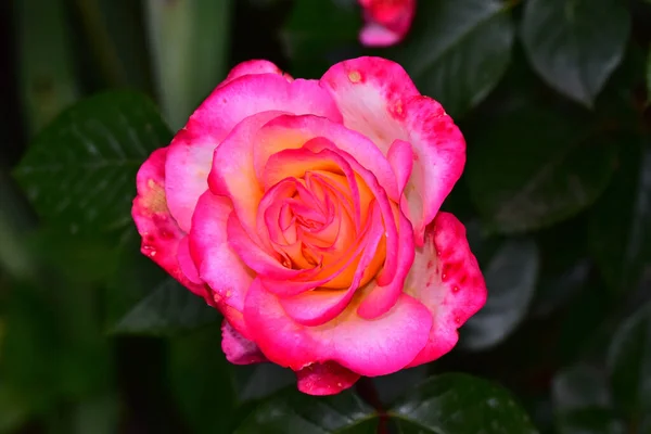 Schöne Rosenblüte Die Sonnigen Tagen Garten Wächst — Stockfoto