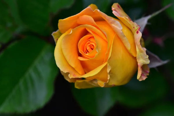 Bela Rosa Flor Crescendo Jardim Dia Ensolarado — Fotografia de Stock