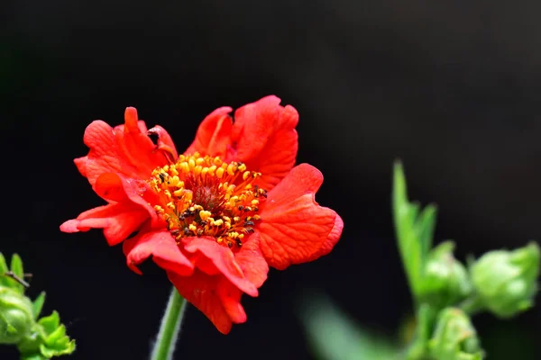 Beautiful Flower Growing Garden Sunny Day — Stock Photo, Image