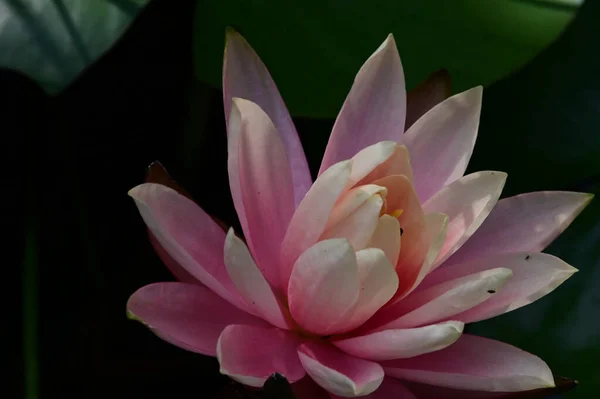 Hermoso Loto Floreciente Creciendo Estanque Día Verano — Foto de Stock