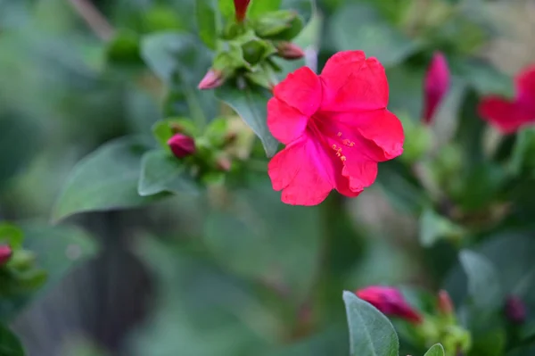 Hermosas Flores Que Crecen Jardín Día Soleado — Foto de Stock