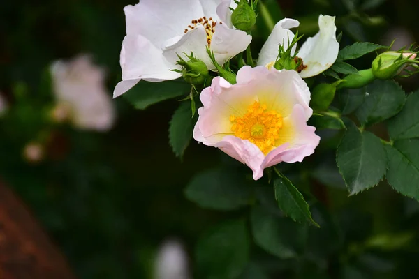 Flores Bonitas Que Crescem Jardim Dia Ensolarado — Fotografia de Stock