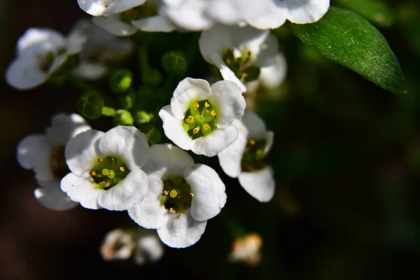 Beautiful Flowers Growing Garden Sunny Day — Stock Photo, Image