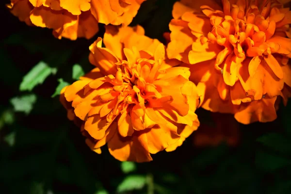 Schöne Blumen Die Sonnigen Tagen Garten Wachsen — Stockfoto