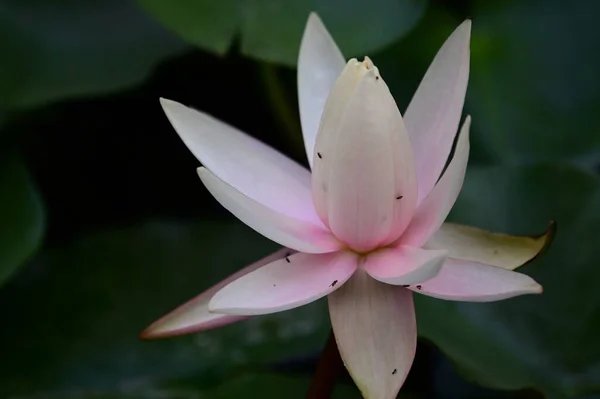 Vacker Blommande Lotus Växer Damm Sommardagen — Stockfoto