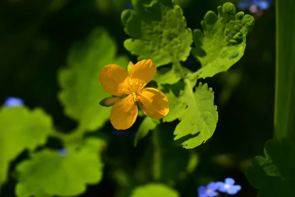 Hermosa Flor Que Crece Jardín Día Soleado —  Fotos de Stock