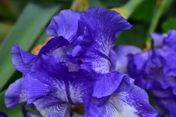 Mooie Irissen Groeien Tuin Zomer Zonnige Dag — Stockfoto