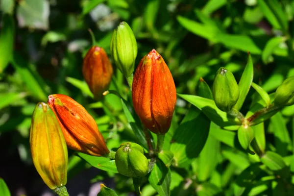 Güneşli Bir Günde Bahçede Büyüyen Güzel Çiçekler — Stok fotoğraf