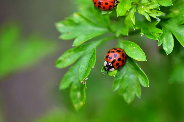 Marienkäfer Auf Grünen Blättern Sonnigen Tagen Nahaufnahme Frühlingskonzept — Stockfoto