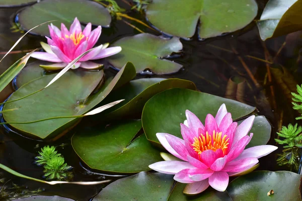 Yaz günü gölette büyüyen güzel nilüferler. 