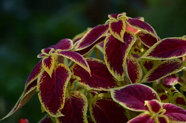 Hermosas Flores Que Crecen Jardín Día Soleado — Foto de Stock