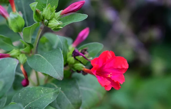 Hermosas Flores Que Crecen Jardín Día Soleado —  Fotos de Stock