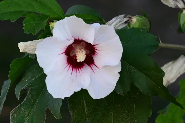 Hermosa Flor Que Crece Jardín Día Soleado —  Fotos de Stock