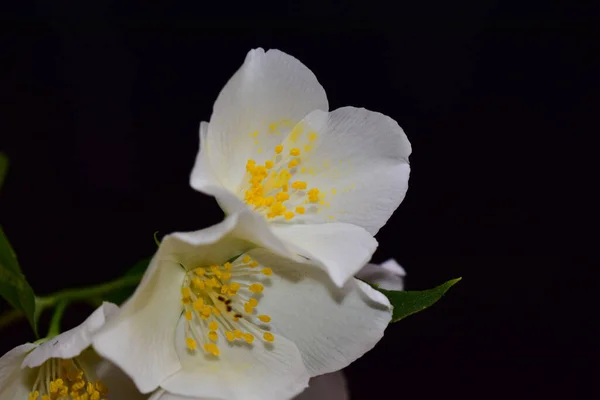 Jasmim Florescendo Galhos Árvores Com Belas Flores Close Conceito Primavera — Fotografia de Stock