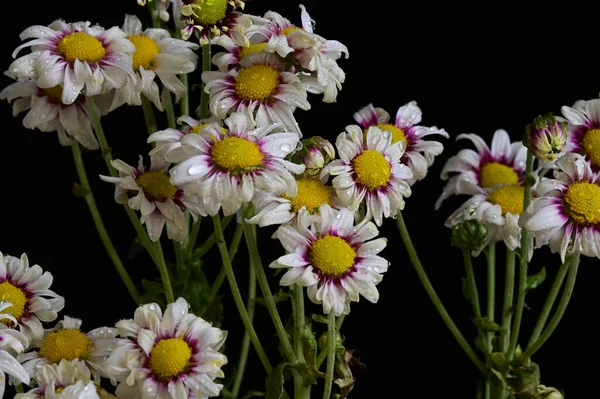 Flores Bonitas Que Crescem Jardim Dia Ensolarado — Fotografia de Stock