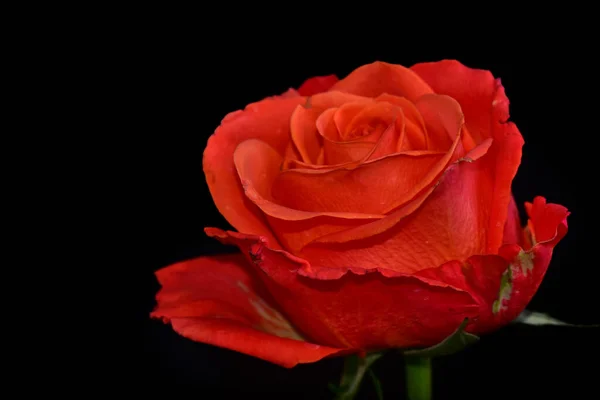 Красивый Цветок Розы Растет Саду Солнечный День — стоковое фото
