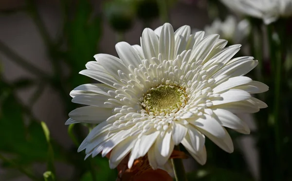 Krásná Květina Rostoucí Zahradě Slunečného Dne — Stock fotografie