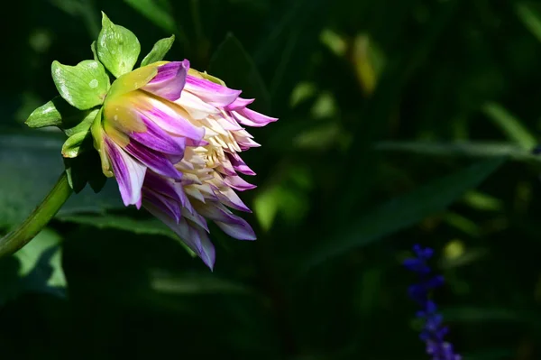 晴れた日に庭で育つ美しい花 — ストック写真